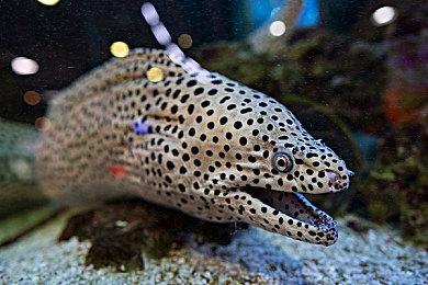 《哥谭骑士》工作室招募人手 疑似开发蝙蝠侠网游